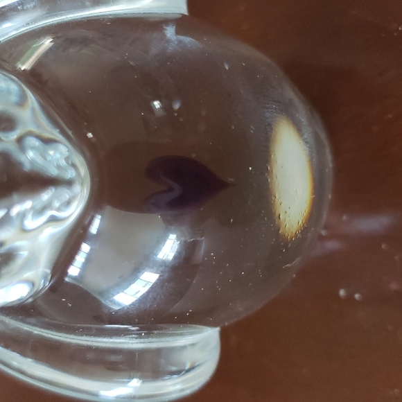 Zellique Hand Blown Glass Art Bird - Picture 6 of 7